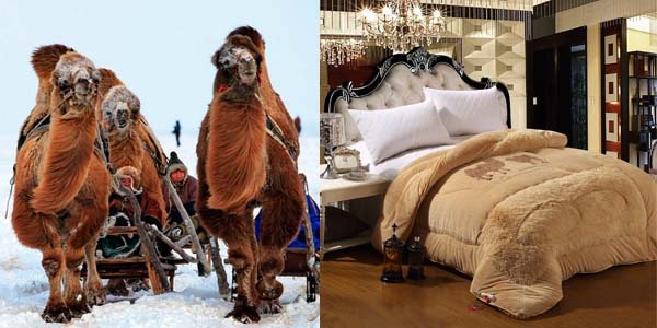 Одеяло из верблюжьей шерсти