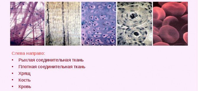 виды соединительной ткани
